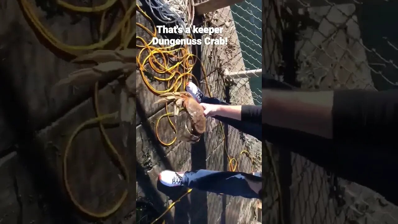 That's a keeper Dungenuss Crab!