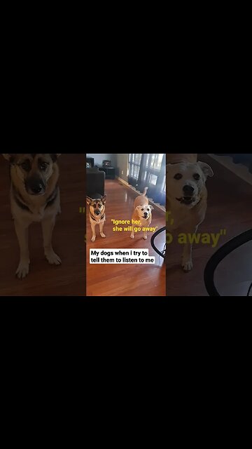 La La La Meme #dogmeme #shorts #memes #cute #shepsky #lalalala #dog #doggo