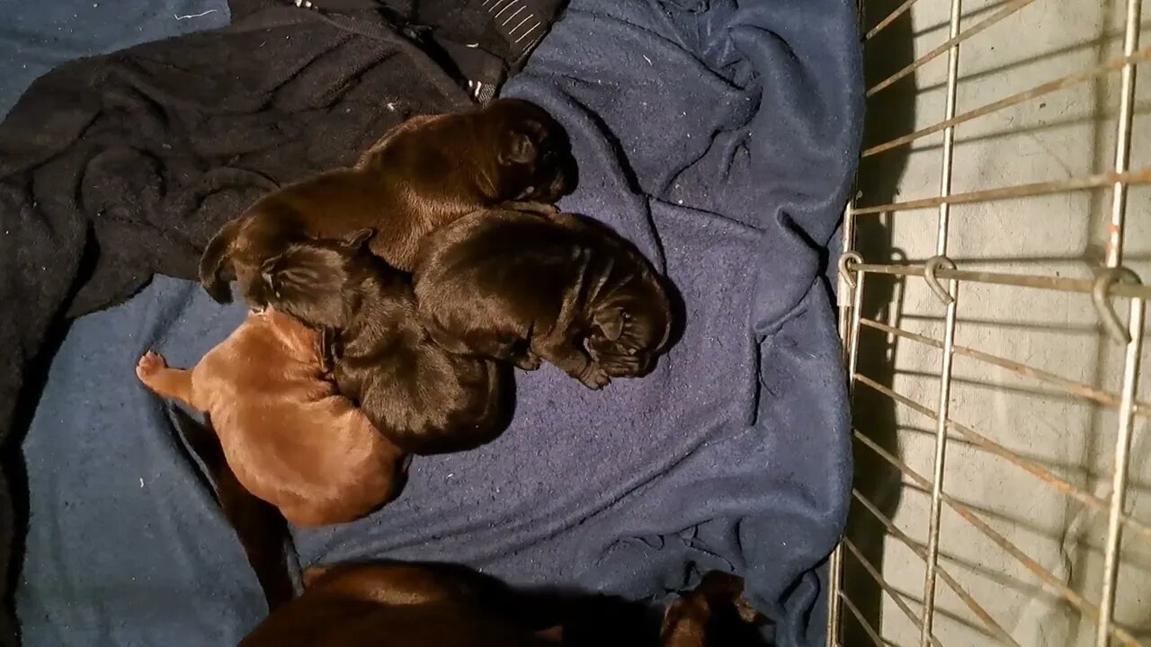 growing phases OBI2023 BABY PATTERDALE TERRIERS day 8 Irish bull&terrierfell BSL puppies pups puppy
