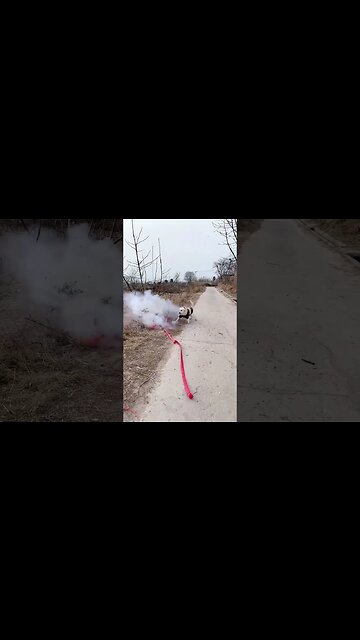 Wait! #pets #dog # shorts