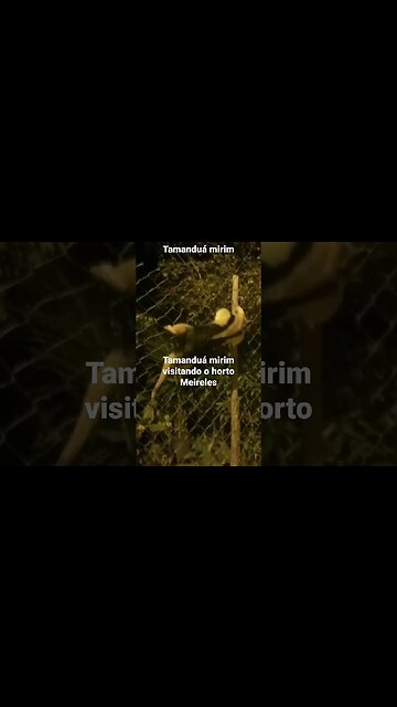 tamanduá mirim visitando o horto Meireles em várzea das moças Niterói RJ