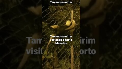 tamanduá mirim visitando o horto Meireles em várzea das moças Niterói RJ