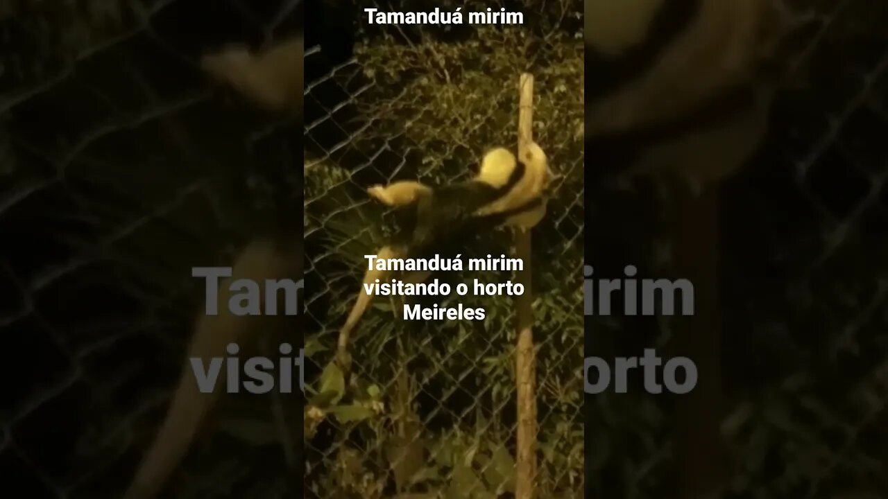 tamanduá mirim visitando o horto Meireles em várzea das moças Niterói RJ