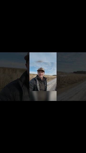 What Are Heifers (Cattle)