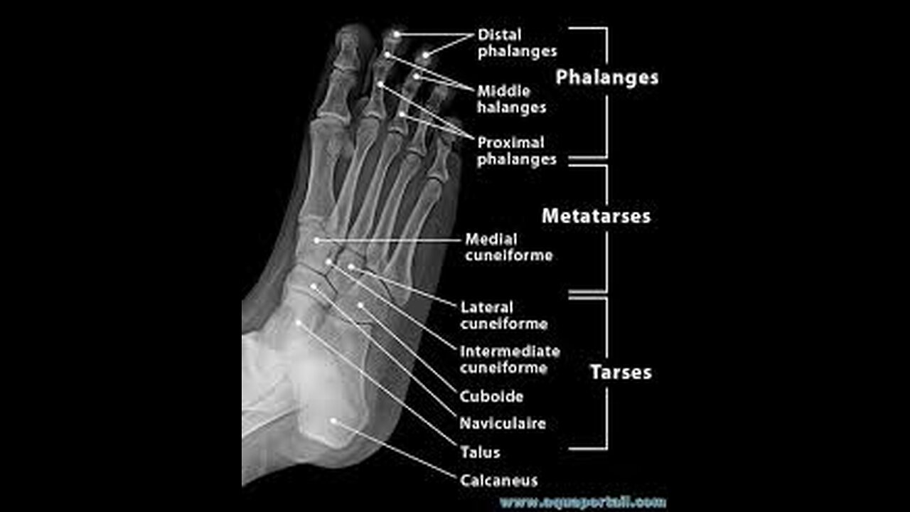 Comprendre la biomécanique du pied : Analyse par un chirurgien orthopédiste [Flokossama]