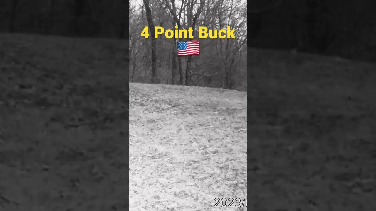 4 Point Buck Strolling Through the Backyard #prepperboss #shorts #deer