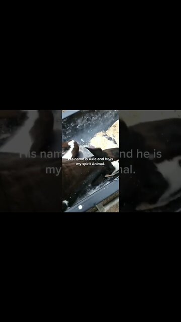 How To Raise Cows (sort of)