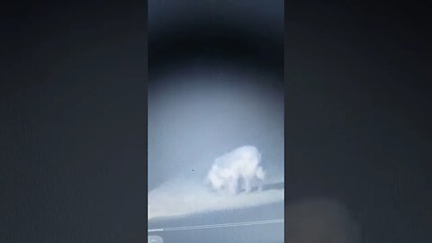 #shorts Besucher in der #nacht