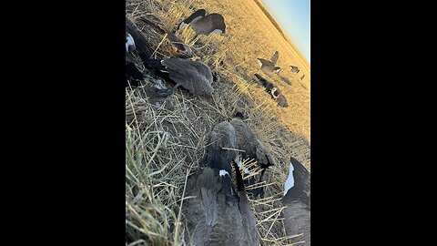 Ruger is 7- Canada goose