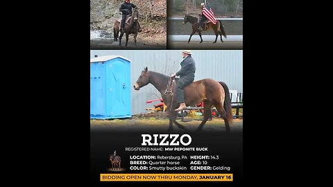 ⭐️𝐖𝐞𝐬𝐭𝐞𝐫𝐧 ALL STARS - 𝐘𝐄𝐋𝐋𝐎𝐖𝐒𝐓𝐎𝐍𝐄 𝐄𝐃𝐈𝐓𝐈𝐎𝐍⭐Happening thru MONDAY | JANUARY 30 - Horsebid.com!
