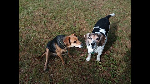 Clarabelle and Bandit