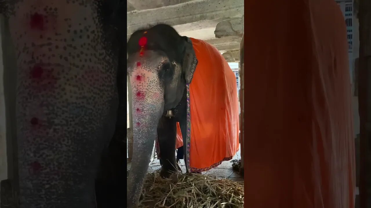 Blessing from Lakshmi the Elephant #hampi #youtubeshorts #elephant #cuteanimals