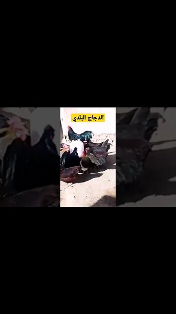 الدجاج البلدي الأسود