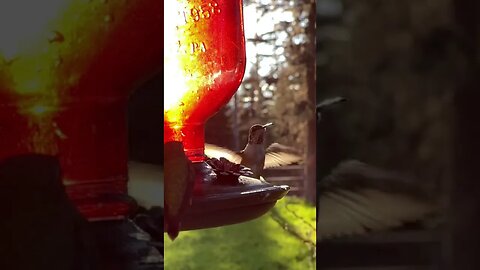 Hummingbird Cheapshot