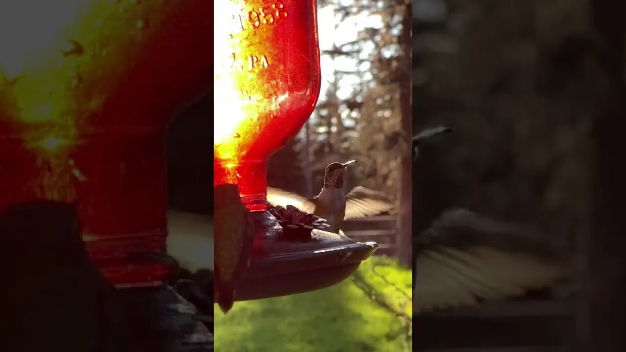 Hummingbird Cheapshot