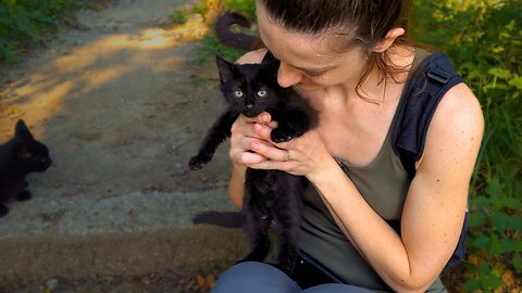 Hungry Stray Kitten Stands up to a Big Dog! - Feeding Stray Cats