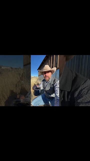 Chickens in the Back Seat