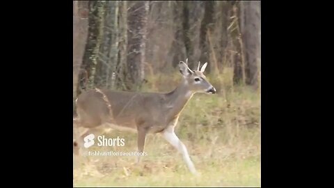Young Buck at Chickamauga Battlefield