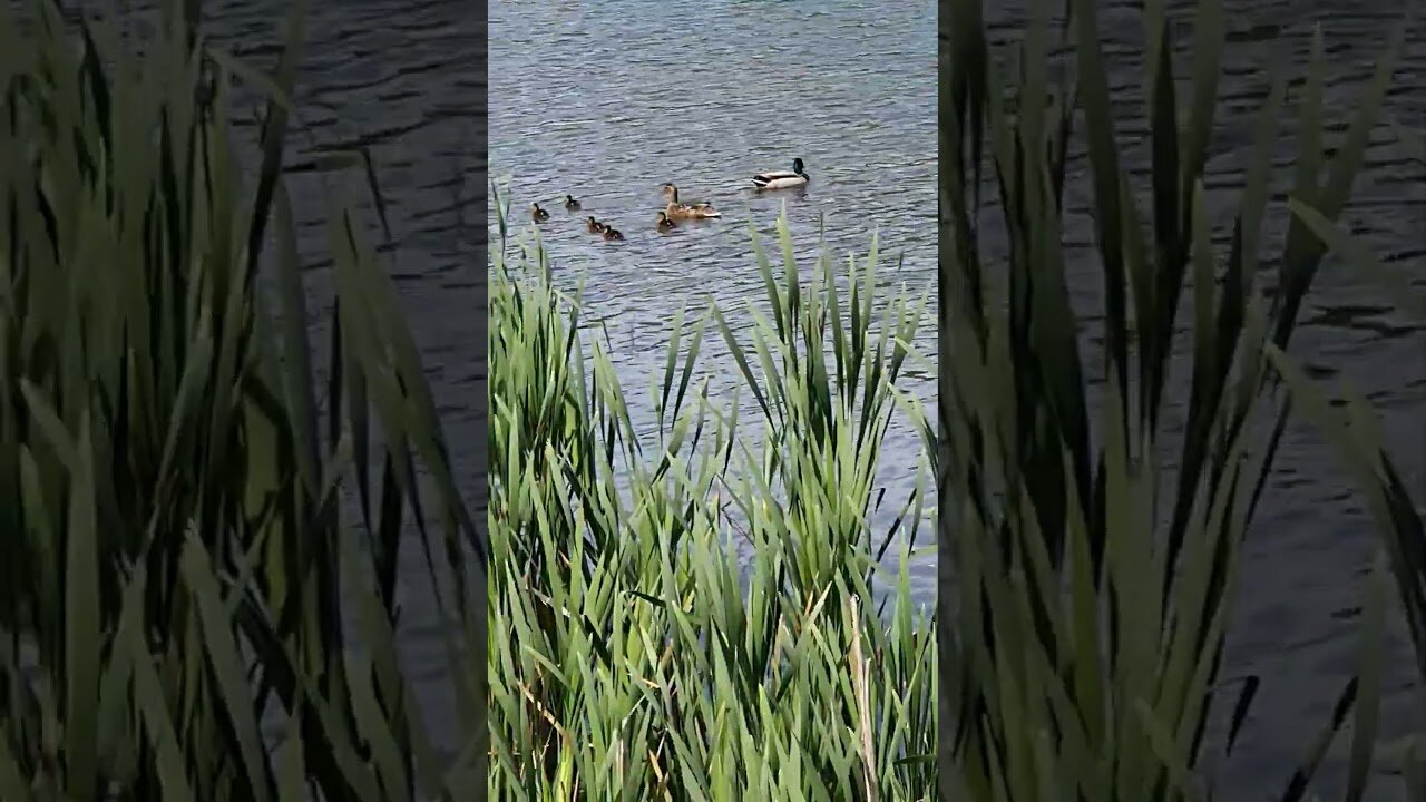 Border Collie we found baby ducklings on our walk