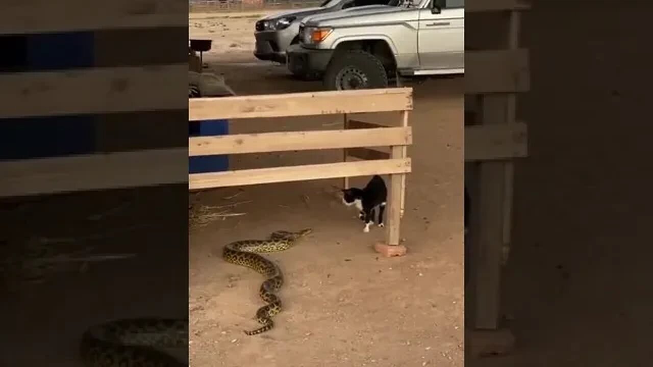 Cat x Snake #shorts