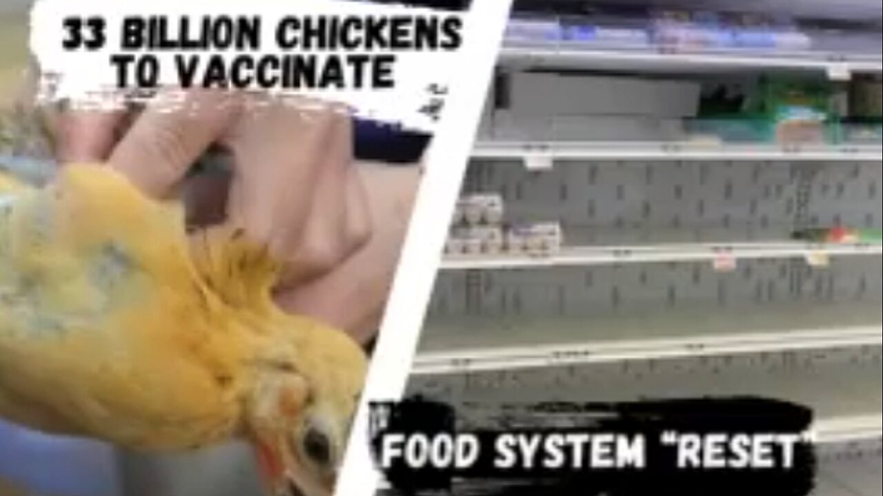 'BIRD FLU' PROPAGANDA TO VACCINATE THE WORLDS 33 BILLION CHICKEN POPULATION