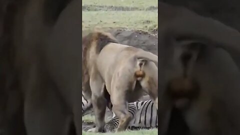 Leão mata e carrega zebra gorda - Que peso!