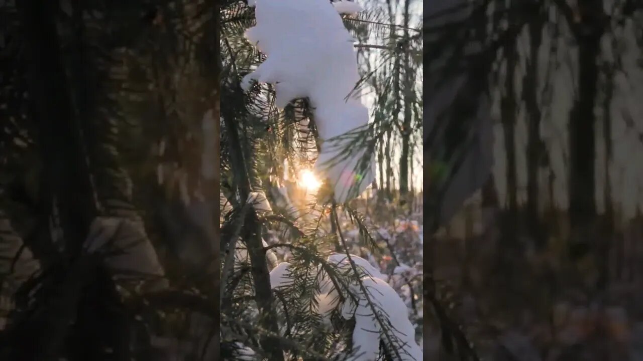 A snowy sunset through the trees #shorts