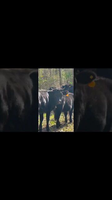 Goodbye City Life! I might just buy a farm & be a cow poke! 🐮🤠 #shorts