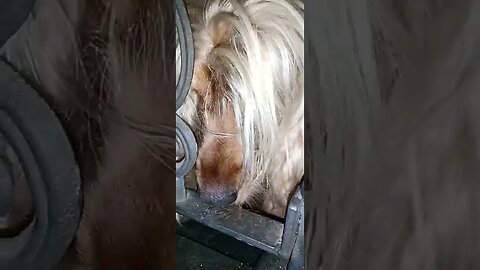 #dogshow , #animals , #dogs , #shorts