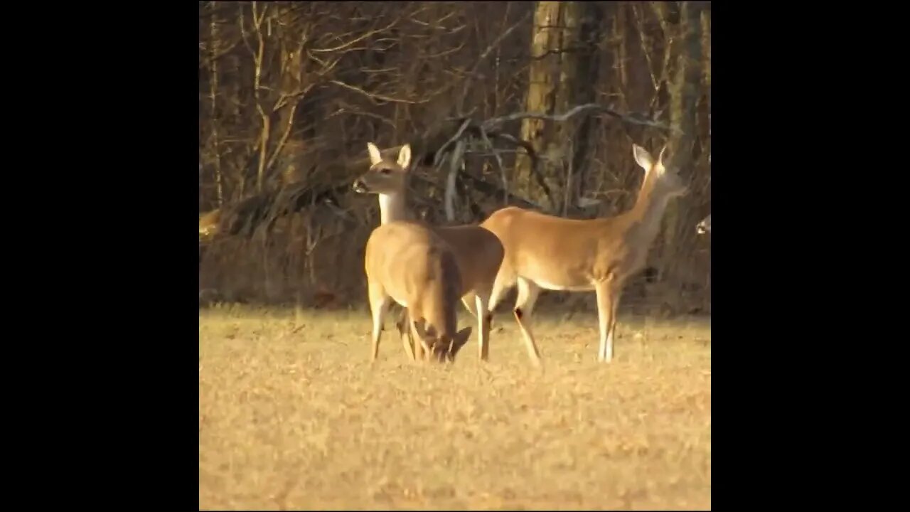 Deer at Chickamauga Battlefield