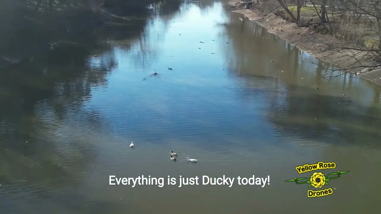 Just checking out the ducks on Cibolo Creek, at River Road Park in Boerne Texas.