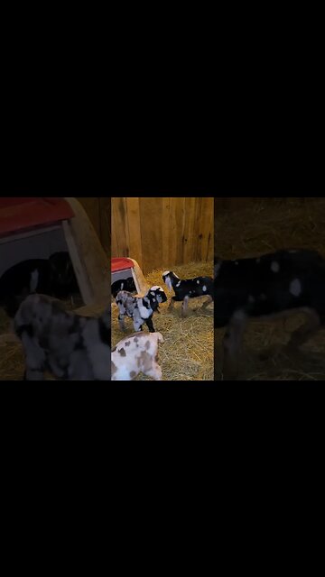 They're getting playful