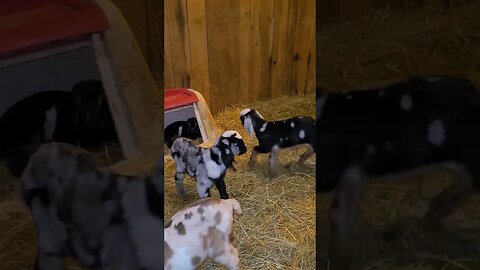 They're getting playful