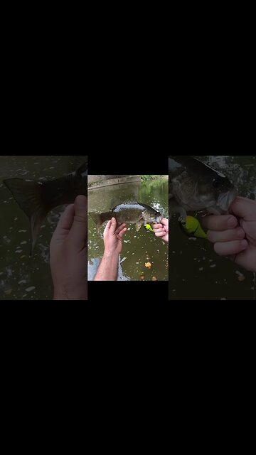 Creek riffle has a hiding smallmouth!