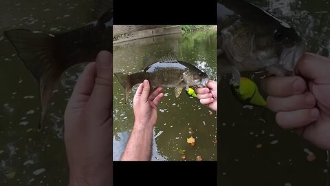 Creek riffle has a hiding smallmouth!