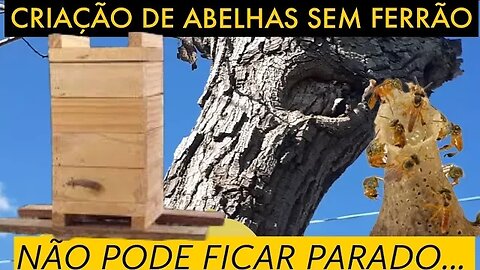 VOU COMEÇAR UMA CRIAÇÃO DE ABELHAS SEM FERRÃO/ ABELHAS JATAl