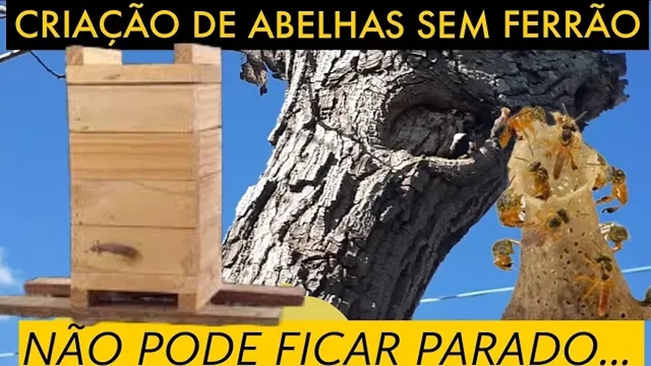 VOU COMEÇAR UMA CRIAÇÃO DE ABELHAS SEM FERRÃO/ ABELHAS JATAl