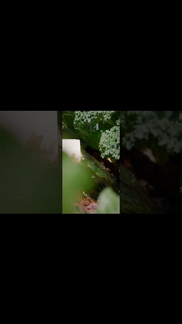 🌱 backyard aquaponic gardening #shorts