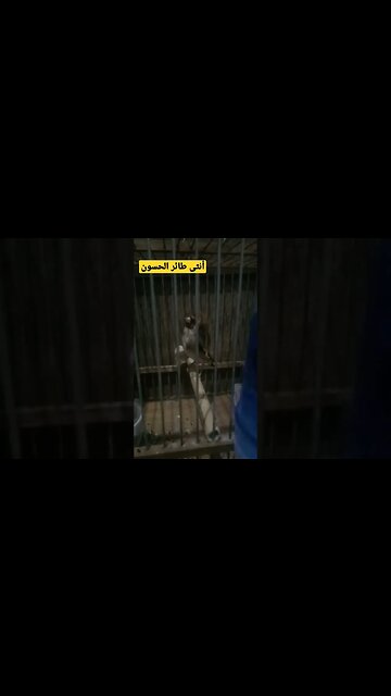 أنثى طائر الحسون أم قنين