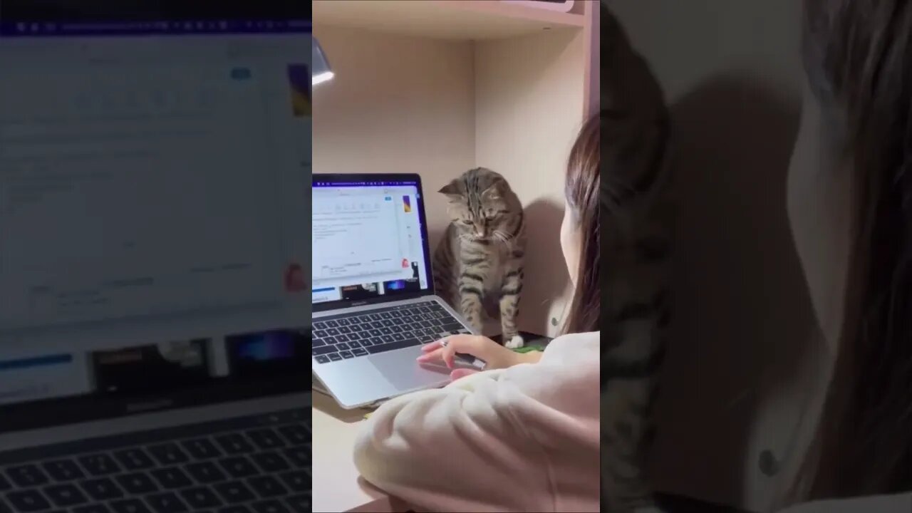 Funny Animal Videos πΊπ¦ππ