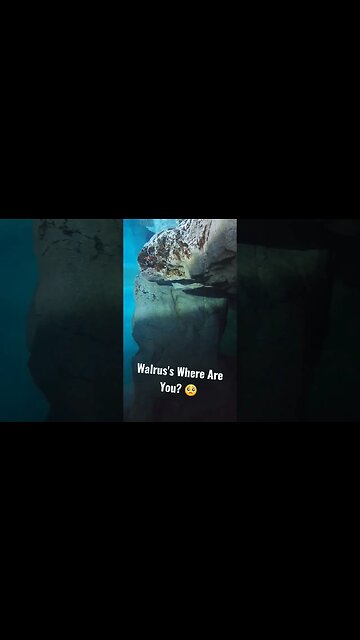 SeaWorld Orlando | Walrus's Where Are You?