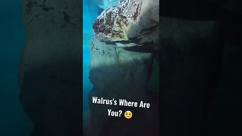 SeaWorld Orlando | Walrus's Where Are You?