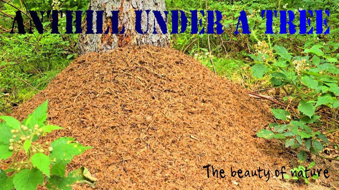 Anthill under a tree / beautiful insects under a tree.