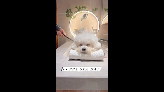 Dog at the spa 🤣😂😅