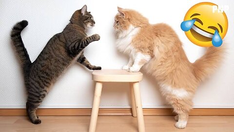 Crazy Cat Antics: Funniest Feline Moments