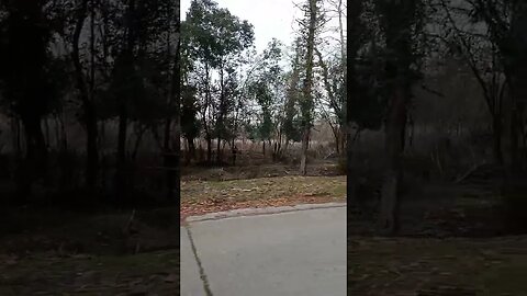 Wild Buffaloes in Abkhazia look Dangerous!