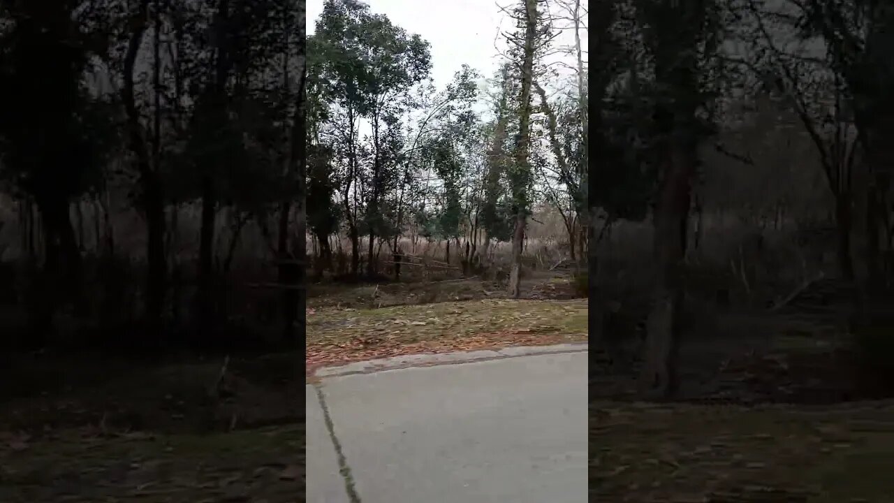 Wild Buffaloes in Abkhazia look Dangerous!