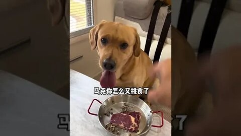 The dogs know when the catChildren of their own