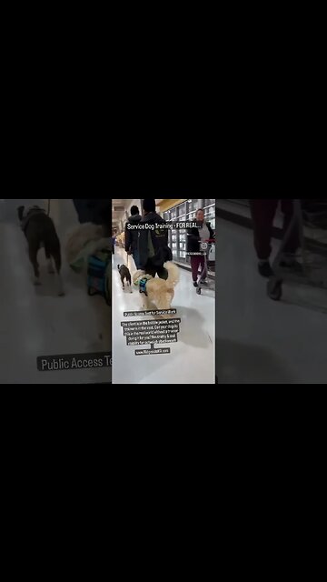 Service Dog Public Access Test #dog