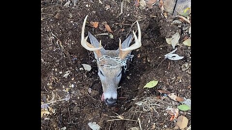 Securing Deer heads chain for skull mounts